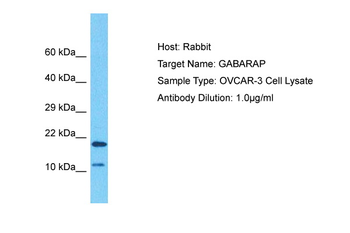 GABARAP Rabbit Polyclonal Antibody