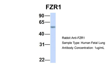 FZR1 Rabbit Polyclonal Antibody