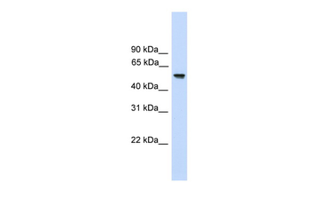 FZR1 Rabbit Polyclonal Antibody