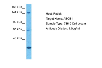 ABCB1 Rabbit Polyclonal Antibody