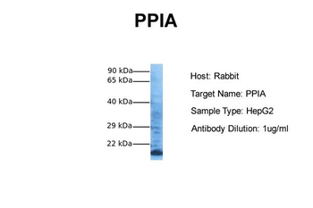 PPIA Rabbit Polyclonal Antibody
