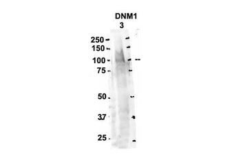 DNM1 Rabbit Polyclonal Antibody