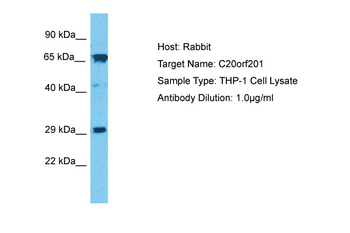 LKAAEAR1 Rabbit Polyclonal Antibody