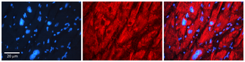 CCT7 Rabbit Polyclonal Antibody