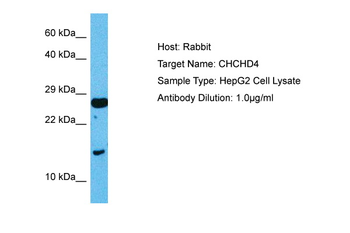 CHCHD4 Rabbit Polyclonal Antibody