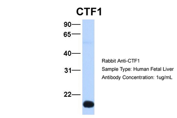 CTF1 Rabbit Polyclonal Antibody