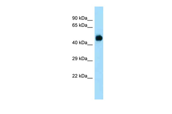 Dusp7 Rabbit Polyclonal Antibody