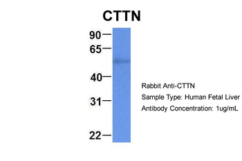CTTN Rabbit Polyclonal Antibody