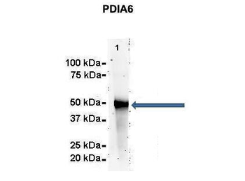 PDIA6 Rabbit Polyclonal Antibody