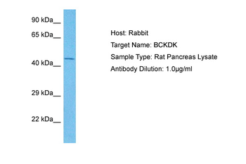 Bckdk Rabbit Polyclonal Antibody
