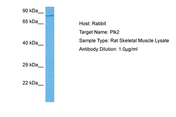 PLK2 Rabbit Polyclonal Antibody