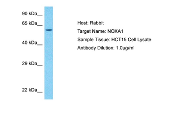 NOXA1 Rabbit Polyclonal Antibody