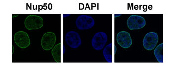 NUP50 Rabbit Polyclonal Antibody