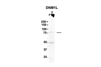 DNM1L Rabbit Polyclonal Antibody