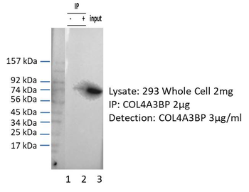 COL4A3BP Rabbit Polyclonal Antibody