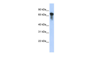 RHPN1 Rabbit Polyclonal Antibody