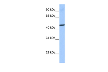 GBP4 Rabbit Polyclonal Antibody