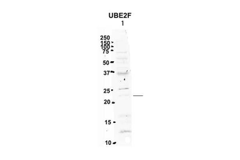 UBE2F Rabbit Polyclonal Antibody
