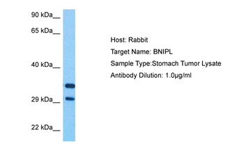 BNIPL Rabbit Polyclonal Antibody