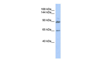 GPRASP2 Rabbit Polyclonal Antibody