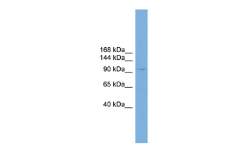 PIWIL4 Rabbit Polyclonal Antibody