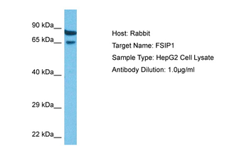 FSIP1 Rabbit Polyclonal Antibody
