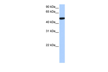 C1orf55 Rabbit Polyclonal Antibody
