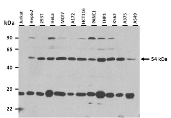 MLKL Rabbit Polyclonal Antibody