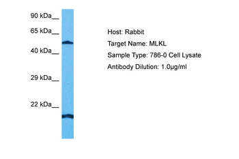 MLKL Rabbit Polyclonal Antibody