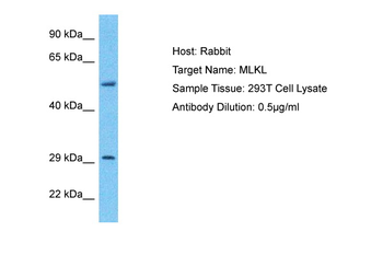 MLKL Rabbit Polyclonal Antibody