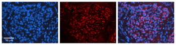 CPD Rabbit Polyclonal Antibody