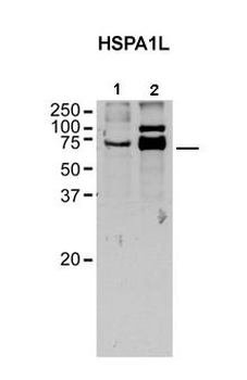 HSPA1L Rabbit Polyclonal Antibody