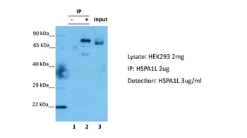 HSPA1L Rabbit Polyclonal Antibody