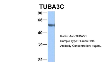 TUBA3C Rabbit Polyclonal Antibody