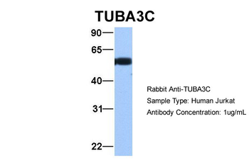 TUBA3C Rabbit Polyclonal Antibody