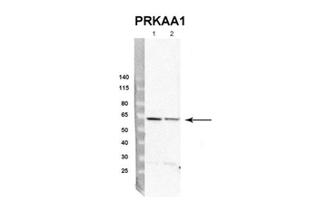 PRKAA1 Rabbit Polyclonal Antibody