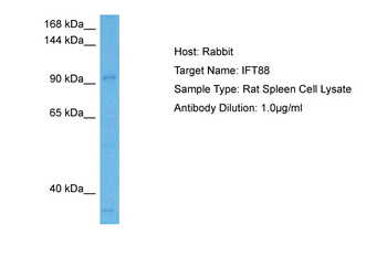 Ift88 Rabbit Polyclonal Antibody