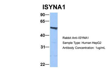 ISYNA1 Rabbit Polyclonal Antibody