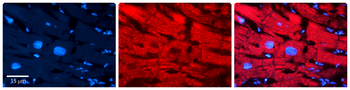 ATG12 Rabbit Polyclonal Antibody