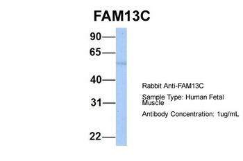 FAM13C1 Rabbit Polyclonal Antibody