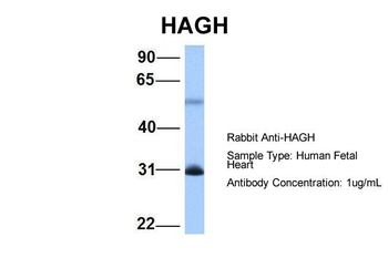 HAGH Rabbit Polyclonal Antibody