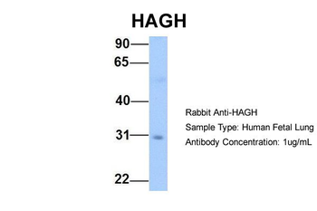 HAGH Rabbit Polyclonal Antibody