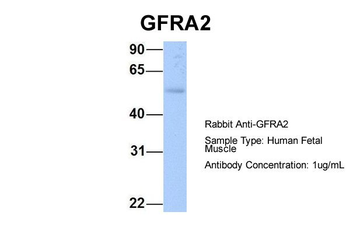 GFRA2 Rabbit Polyclonal Antibody