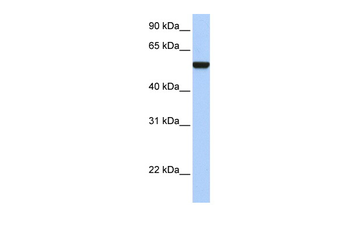 IFRD1 Rabbit Polyclonal Antibody