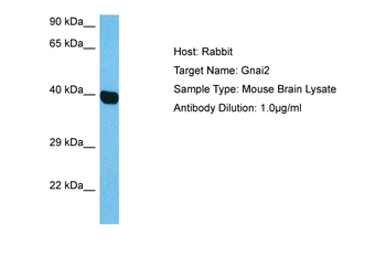 GNAI2 Rabbit Polyclonal Antibody
