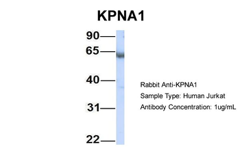 KPNA1 Rabbit Polyclonal Antibody