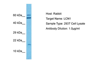 LCN1 Rabbit Polyclonal Antibody