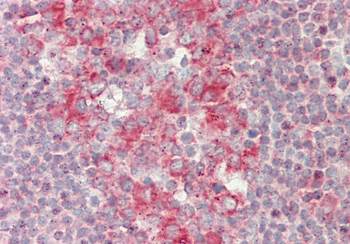 RAPGEF1 Rabbit Polyclonal Antibody