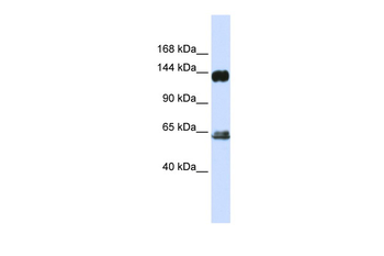 RAPGEF1 Rabbit Polyclonal Antibody