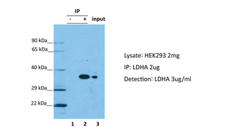 LDHA Rabbit Polyclonal Antibody